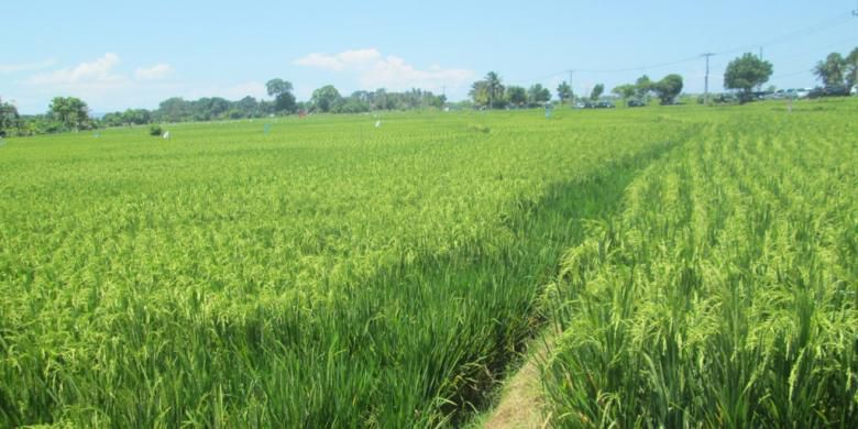 Kalimantan Barat Target Produksi 1,6 Juta Ton Beras pada 2018