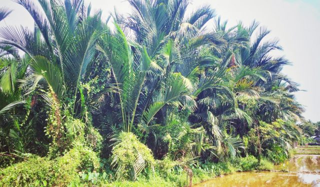 Sagu, Jawaban Krisis Pangan Yang Terabaikan