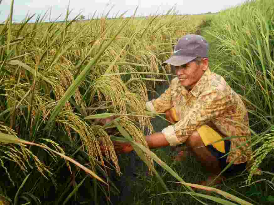 Benih Padi Unggul Umur Pendek Sebagai Solusi Untuk Petani