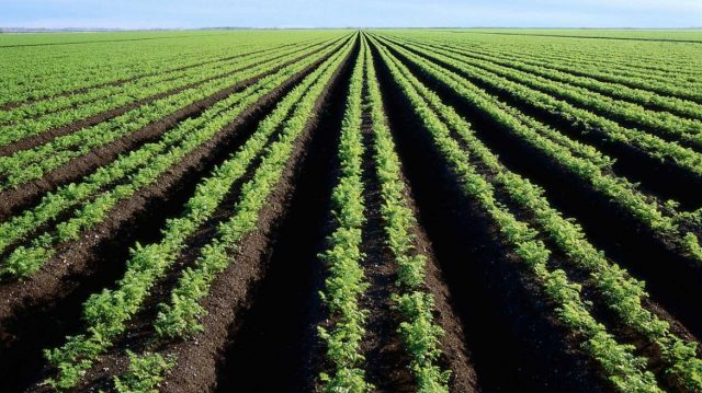 Diversifikasi Pertanian Beserta Caranya