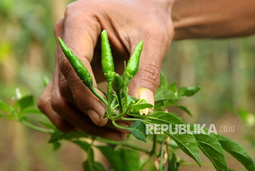 Bupati Banjarnegara Minta Warganya Tanam Cabai