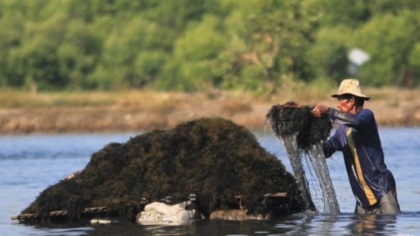 LIPI berhasil kembangkan budidaya gabungan teripang-bandeng-rumput laut
