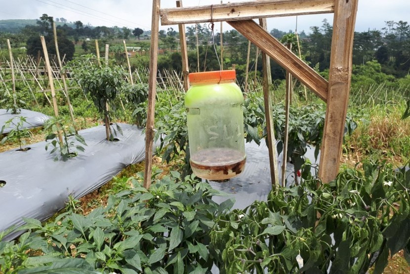 Tanaman Bebas Gangguan Hama dengan Perangkap Feromon 