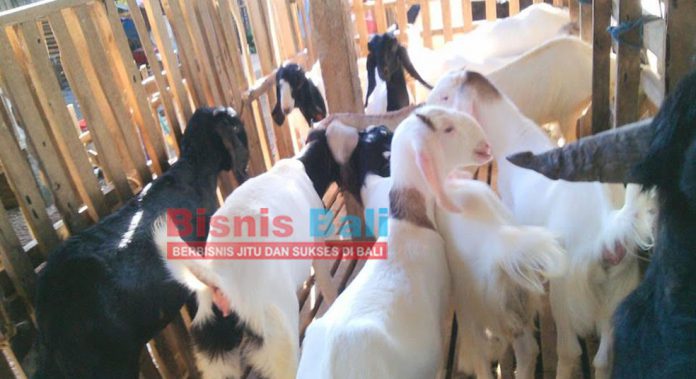 Budi Daya Kambing Etawa lebih Menguntungkan