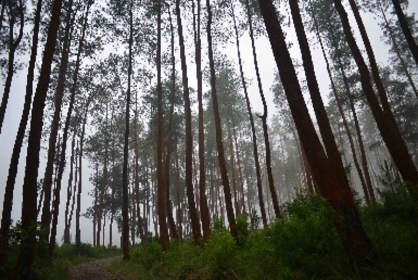Pemerintah Serahkan 800 Ribu Ha Lahan Hutan untuk Dikelola Masyarakat