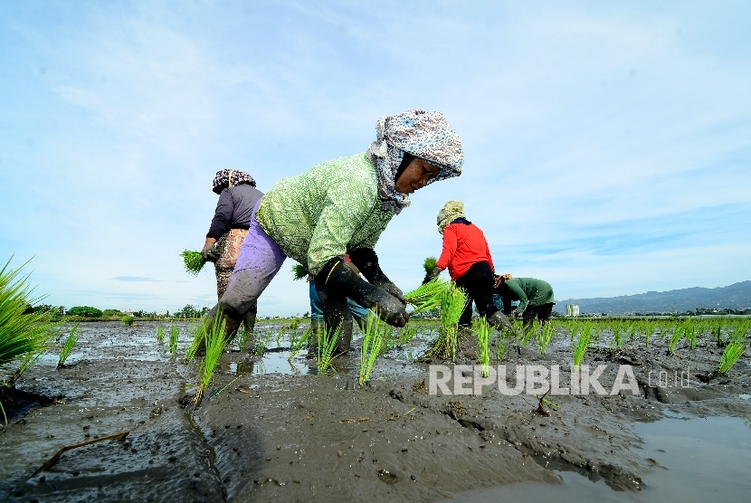 Ketimpangan di Sektor Pertanian Pengaruhi Ketimpangan Sosial
