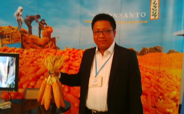 Benih jagung hibrida Monsanto melonjak 368 persen di musim hujan