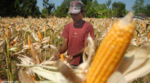 Buat Program Gema Pamili, Banyuwangi Berupaya Wujudkan Kemandirian Pangan