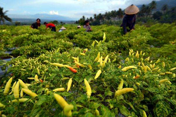 Hanya 2,1 Juta Petani Terampil di Indonesia