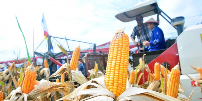 Ekspor Jagung Indonesia adalah Keniscayaan...