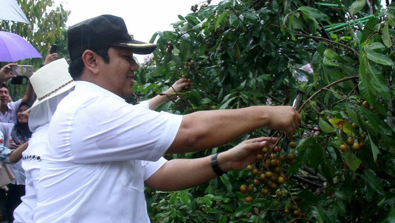Perkebunan, Sektor Menjanjikan di Kota Metropolitan Semarang