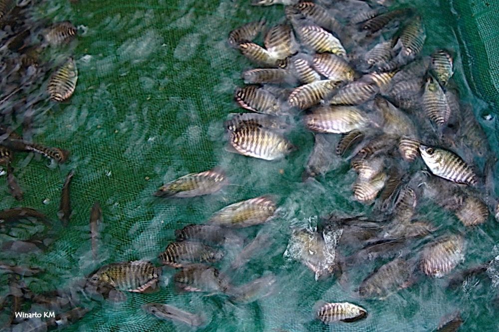 Nano bubble generator untuk percepatan budidaya