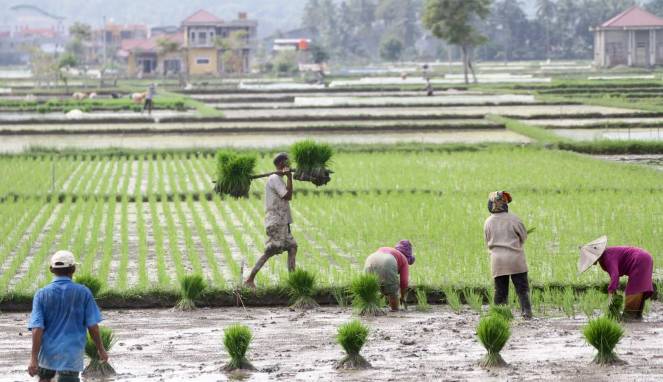 Pemerintah Diminta Beri Insentif Generasi Muda Petani Seperti menjamin pendapatan para petani.