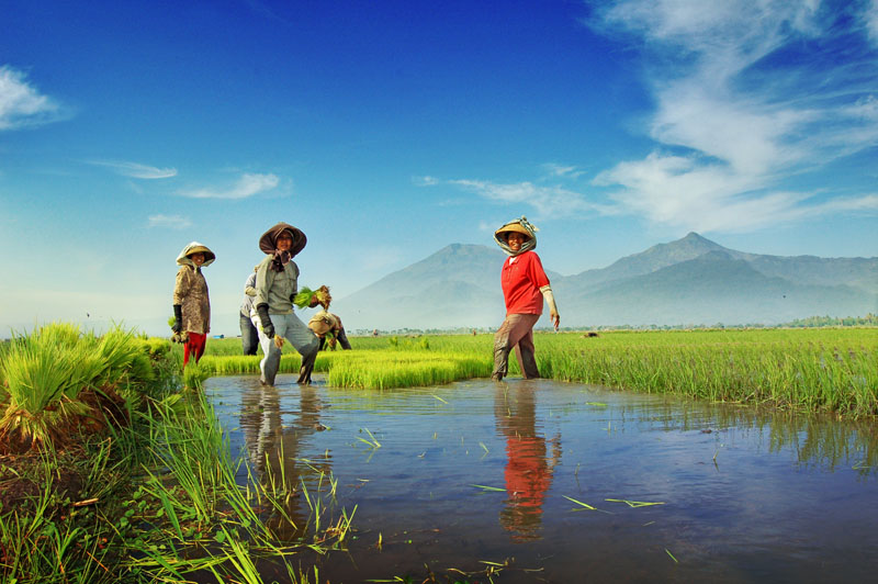 Cerita Mentan Soal Beda Petani RI dengan di Korsel dan Jerman