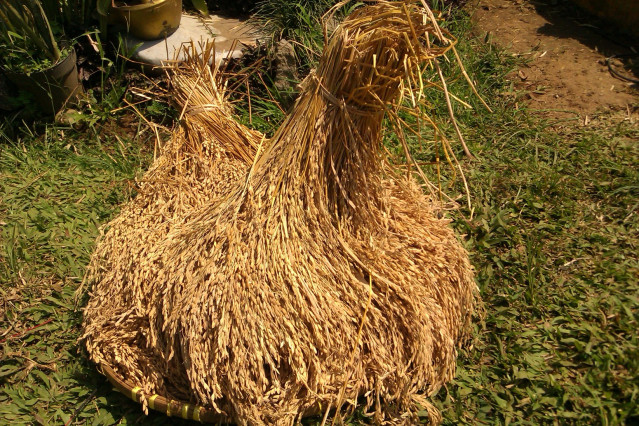 Mentan minta Sulbar dukung penguatan pangan nasional