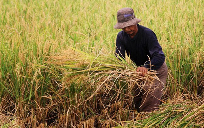 Ironi! Petani di Lumbung Padi Semakin Langka
