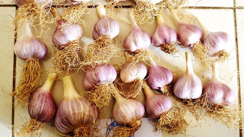 Begini Cara RI Tekan Impor Bawang Putih