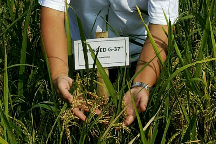 Unsoed lepas padi Parimas, ini berbagai keunggulannya