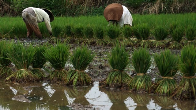 Ada Jutaan Hektare Lahan Potensial, RI Bisa Jadi Raksasa Pangan Dunia