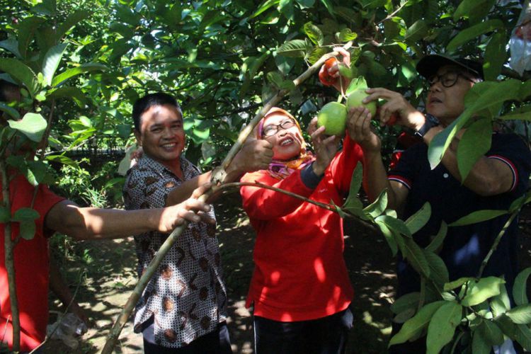 Di daerah ini ada wisata petik buah yang eksotis
