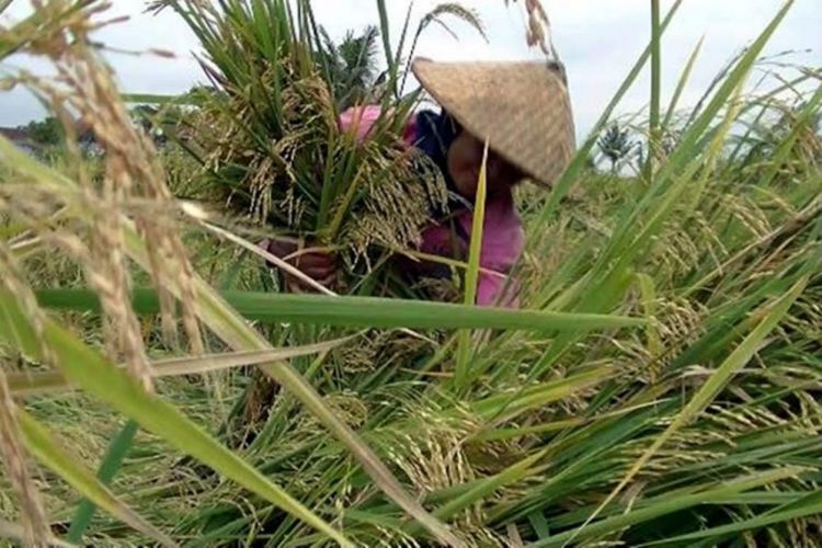 Kenalkan, pupuk organik dari LIPI yang mampu tingkatkan hasil panen