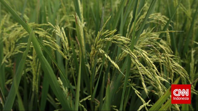 Para Petani, Jangan Bakar Jeramimu