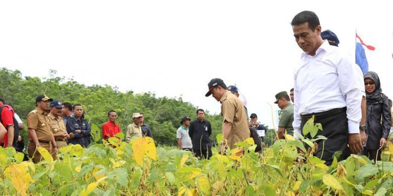 Belajar dari Bawang Putih, Kementan Segera Atur Tata Niaga Kedelai