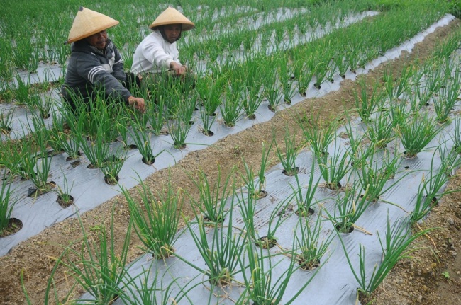 Sektor Pertanian Dongkrak Ekonomi Nasional