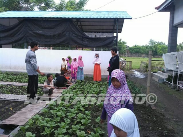 Gunakan Teknik Suhu Tanah, Sayuran Pegunungan Bisa Ditanam di Dataran Rendah