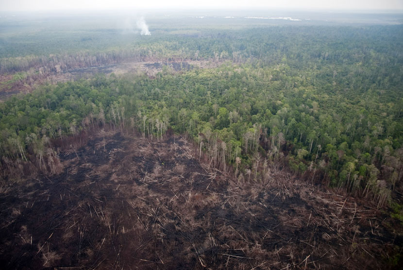 3 Daerah Jadi Prioriras Restorasi Lahan Gambut di Sumsel 