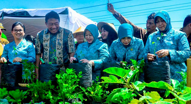 Demi Ketahanan Pangan di Lahan Terbatas