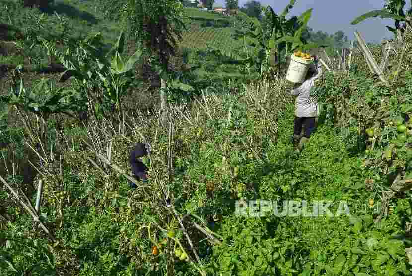 Enam Daerah Sudah Disiapkan untuk Redistribusi Lahan
