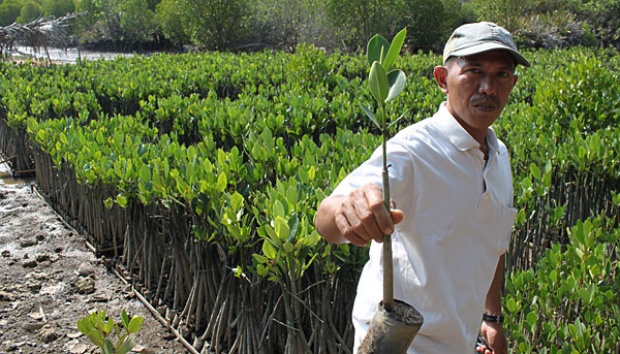 Bengkulu Kembangkan Buah Mangrove Jadi Dodol dan Onde-onde 
