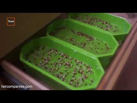 Sawah Dalam Gedung di Jepang