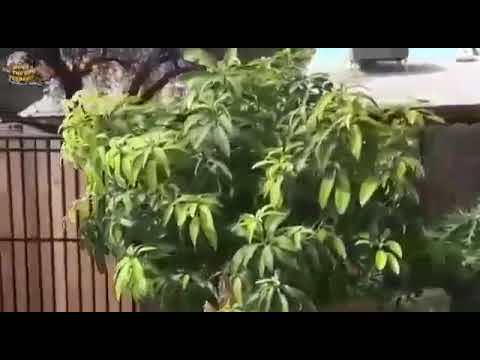 1 pohon dengan 40 jenis buah